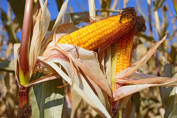 Фото 4. Кукуруза на семена Ярый трансгенный гибрид кукурузы CORBIN FS - 899