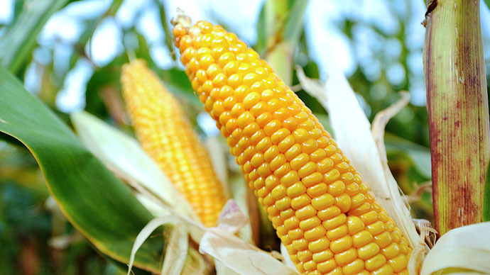 Фото 6. Кукуруза на семена Ярый трансгенный гибрид кукурузы CORBIN FS - 899