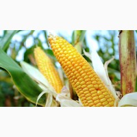 Кукуруза на семена Ярый трансгенный гибрид кукурузы CORBIN FS - 899