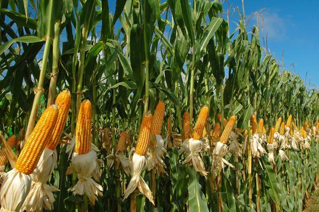 Фото 7. Кукуруза на семена Ярый трансгенный гибрид кукурузы CORBIN FS - 899