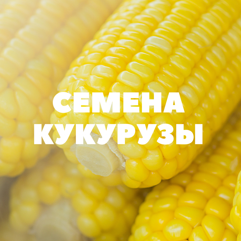 Продам семена кукурузы на посев, Краснодарский край — Agro-Russia