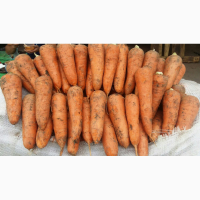 Семена моркови Кардоба