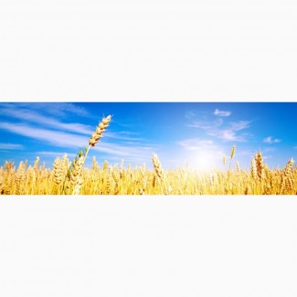 Семена озимой пшеницы мягкой Юка, Юбилейная 100