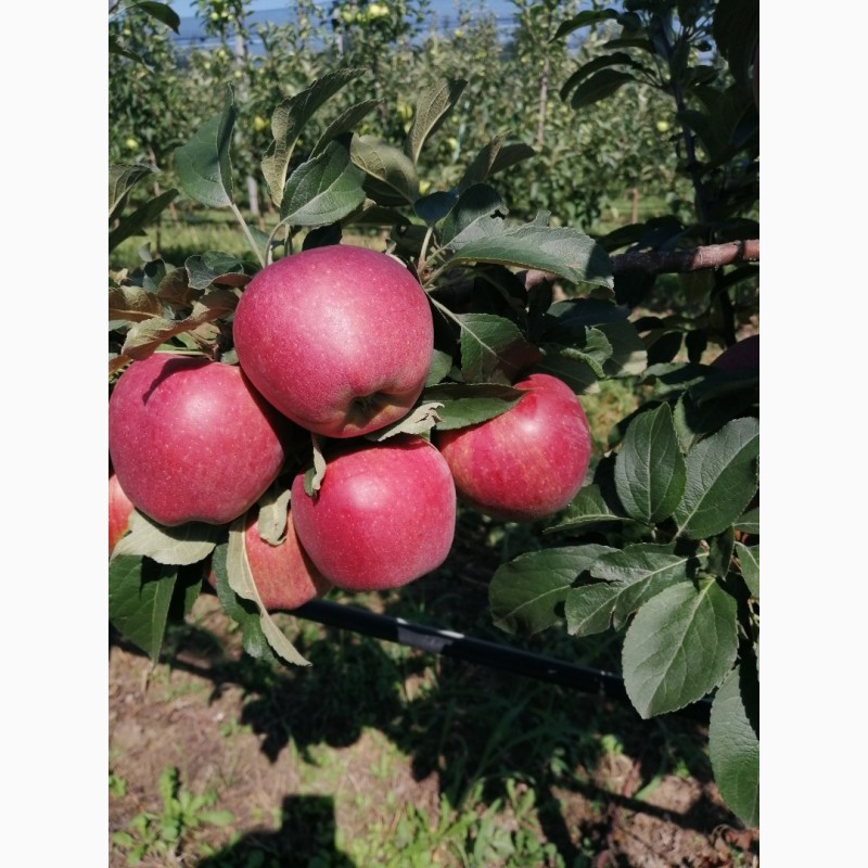 Фото 11. Оптовые поставки яблок разных сортов