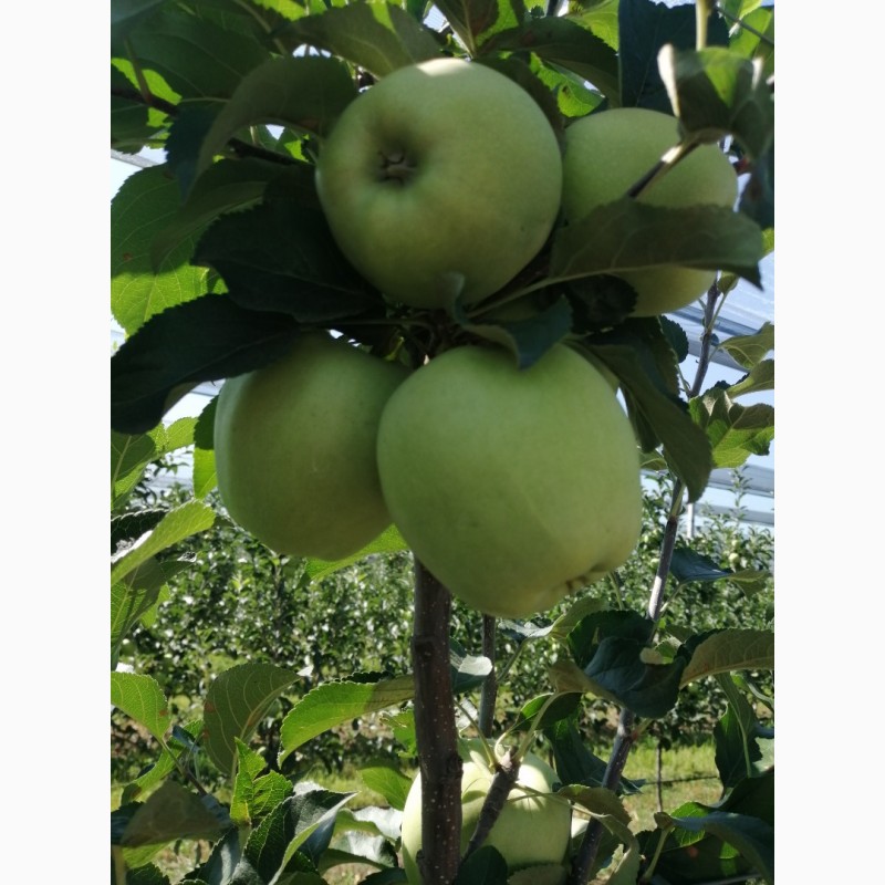 Фото 5. Оптовые поставки яблок разных сортов