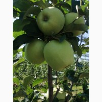 Оптовые поставки яблок разных сортов