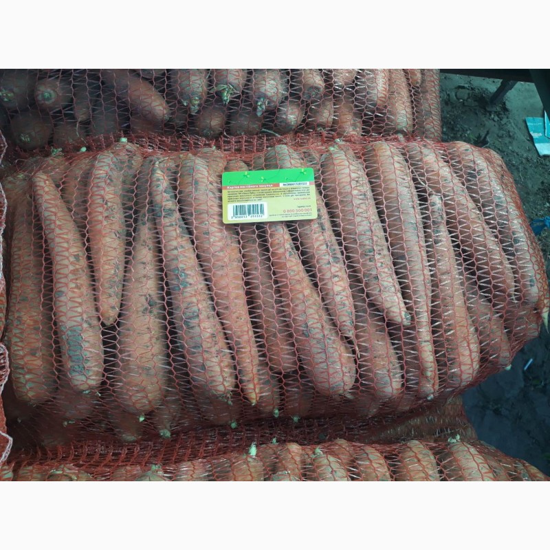 Морковь оптом со склада производителя; Урожай 2019