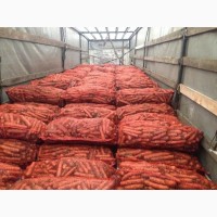 Морковь оптом со склада производителя; Урожай 2019