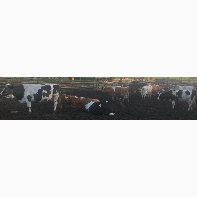Фото 5. Телки и коровы на разведение и мясо