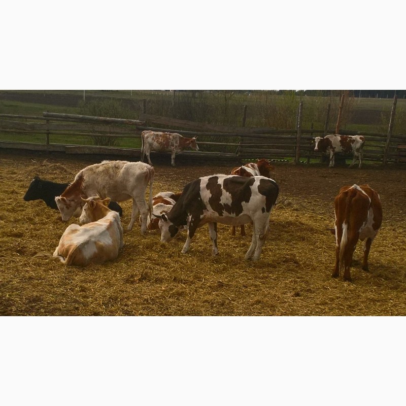 Фото 3. Телки и коровы на разведение и мясо