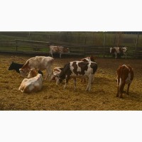 Телки и коровы на разведение и мясо