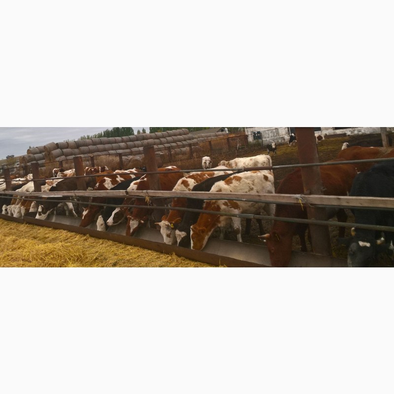 Фото 2. Телки и коровы на разведение и мясо