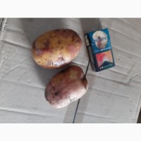 Картофель продам