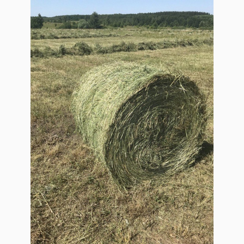 Продам сено в рулонах,  сено в рулонах, Рязанская обл — Agro-Russia