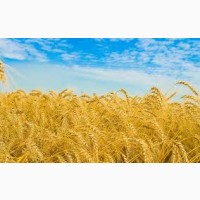 Озимая пшеница 2020