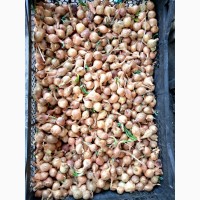 Лук-севок, Семена лука-севка мешками, 25кг и розница, от 1кг