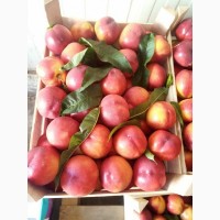 Персики и нектарины из Сербии