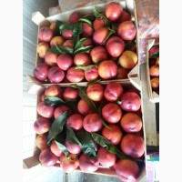 Персики и нектарины из Сербии