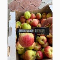 Яблоки сорт Санрайс (урожай 2021)
