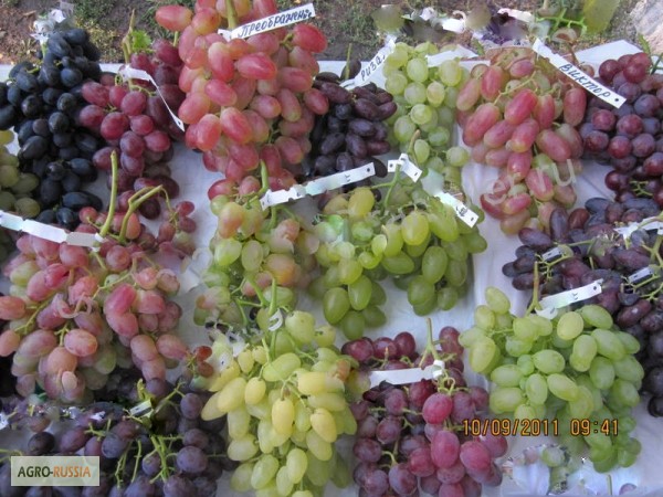 Фото 4. Кустики винограда 2х летки десертных сортов-почтой