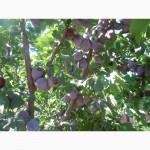 Саженцы плодовых деревьев сливы, вишни, яблони, груши