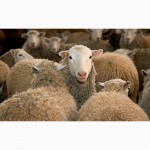 ПРОДАМ Бараны овцы Романовской породы