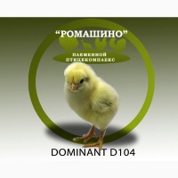 Цыплята Доминант (несушки)