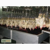 Оказываем услуги по забою и переработки мяса птицы