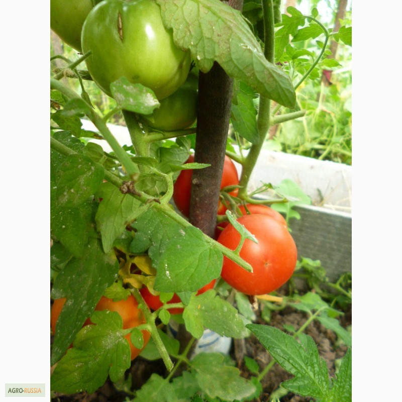 Фото 3. Семена томатов