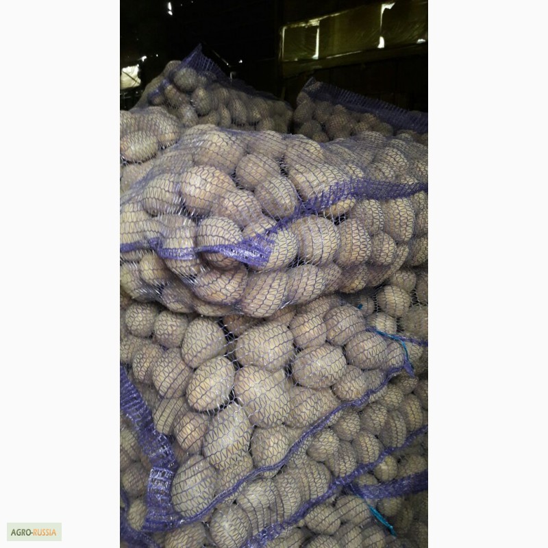 Фото 3. Продажа картофеля оптом в Ярославской области по 7 руб