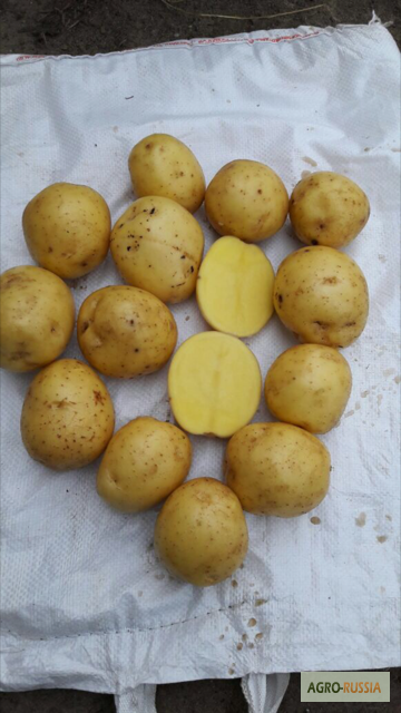 Фото 4. Продажа картофеля оптом в Ярославской области по 7 руб