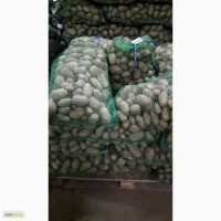 Продажа картофеля оптом в Ярославской области по 7 руб
