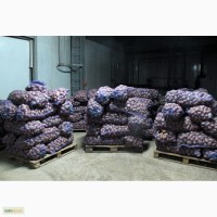 Картофель оптом от производителя со склада в Калуге. Сорта: Ред Скарлет, Журавинка, Лилея