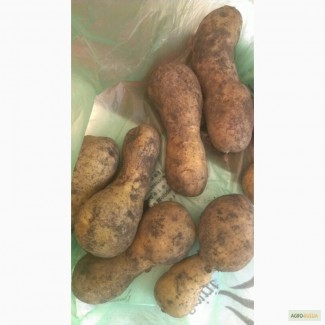 Картофель некондиция 3, 5 р/кг