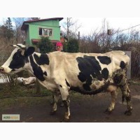 Продаю породистую корову (30л.молока/день)