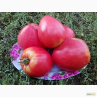 Продам семена редких и коллекционных помидоров