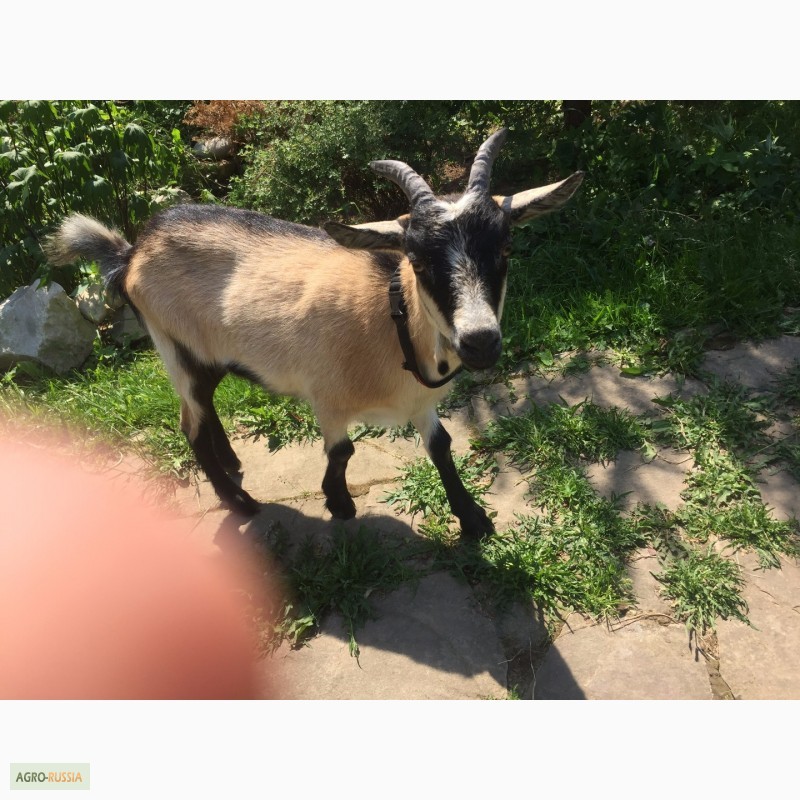Камерунские козы фото и описание