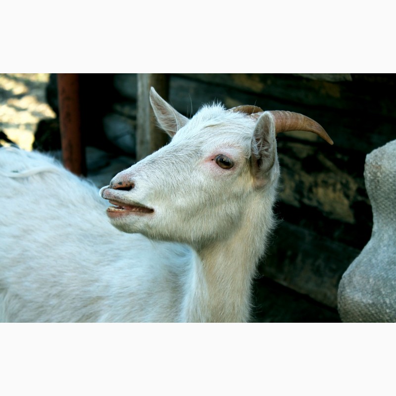 Фото 2. В продаже есть взрослые дойные козы и молодые козочки