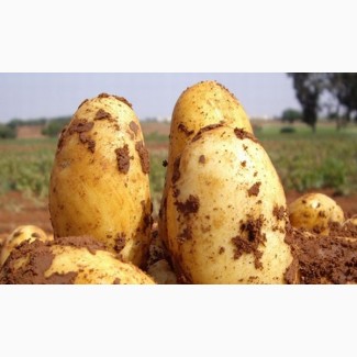 Семенной картофель Уладар