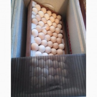 Инкубационные яйца белой широкогрудой индейки