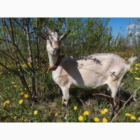 Продаю дойных альпо-нубийских коз, удой 4-4.5л