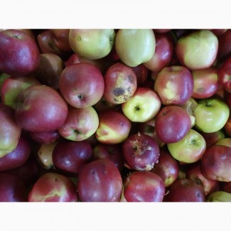 Яблоки для промпереработки