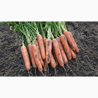 Продам морковь урожай 2018 джанкой цена договорная качество высшие