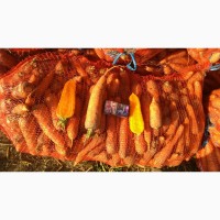 Морковь оптом, сорт Каскад с полей производителя