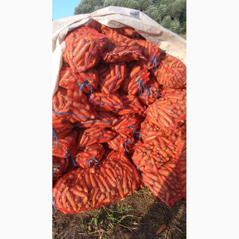 Фото 2. Морковь оптом, сорт Каскад с полей производителя
