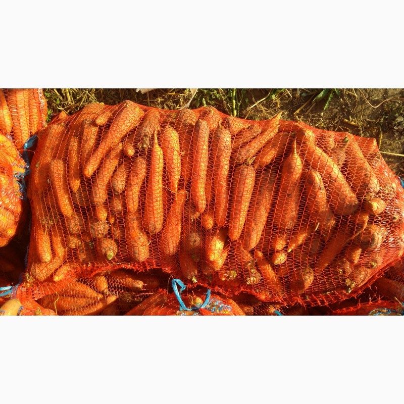 Фото 3. Морковь оптом, сорт Каскад с полей производителя