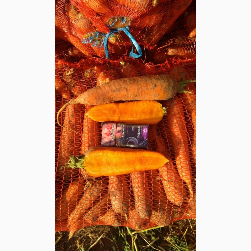 Фото 4. Морковь оптом, сорт Каскад с полей производителя