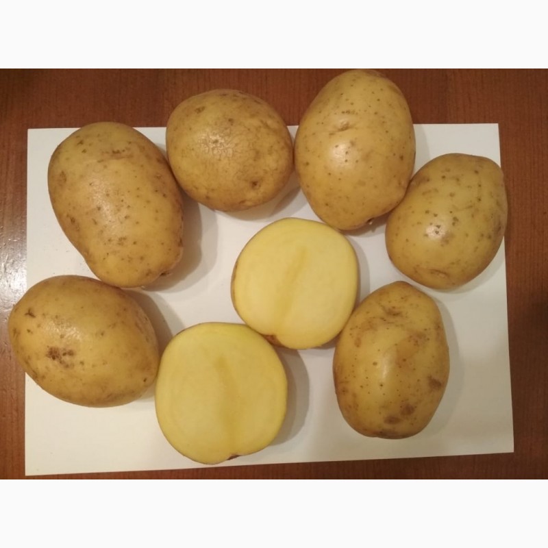 Фото 11. Продовольственный картофель оптом