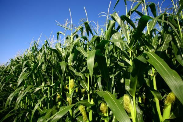 Фото 2. Кукуруза посевная канадский трансгенный гибрид кукурузы sedona bt 166 фао 180 семена
