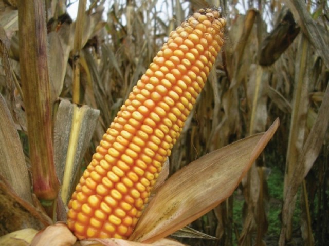 Фото 4. Кукуруза посевная канадский трансгенный гибрид кукурузы sedona bt 166 фао 180 семена